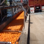 large-scale-citrus-operations-3