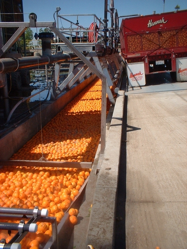 large-scale-citrus-operations-3